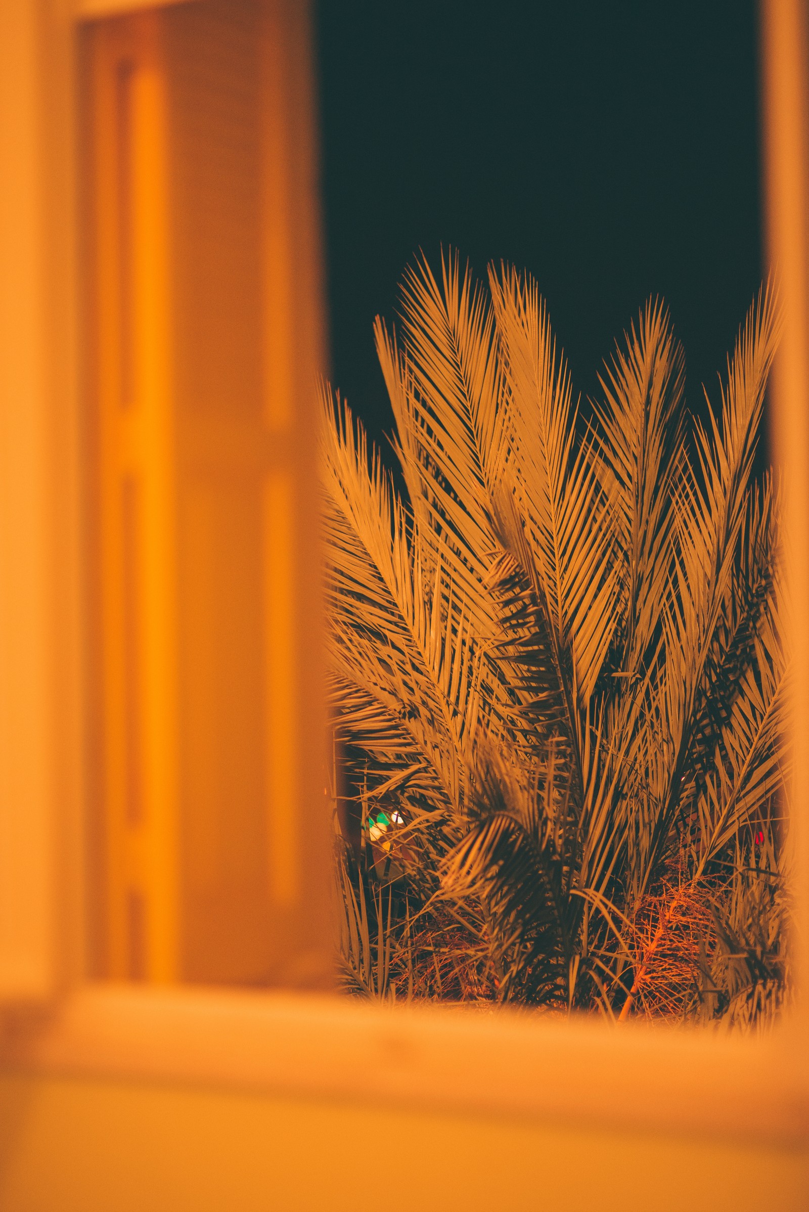 Una imagen de una ventana con una planta dentro (naranja, amarillo, familia de hierbas, hoja, planta)