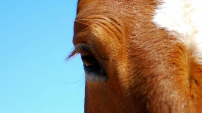 Primer plano del ojo expresivo de un mustang castaño contra un cielo azul claro, destacando sus características únicas y su espíritu salvaje.