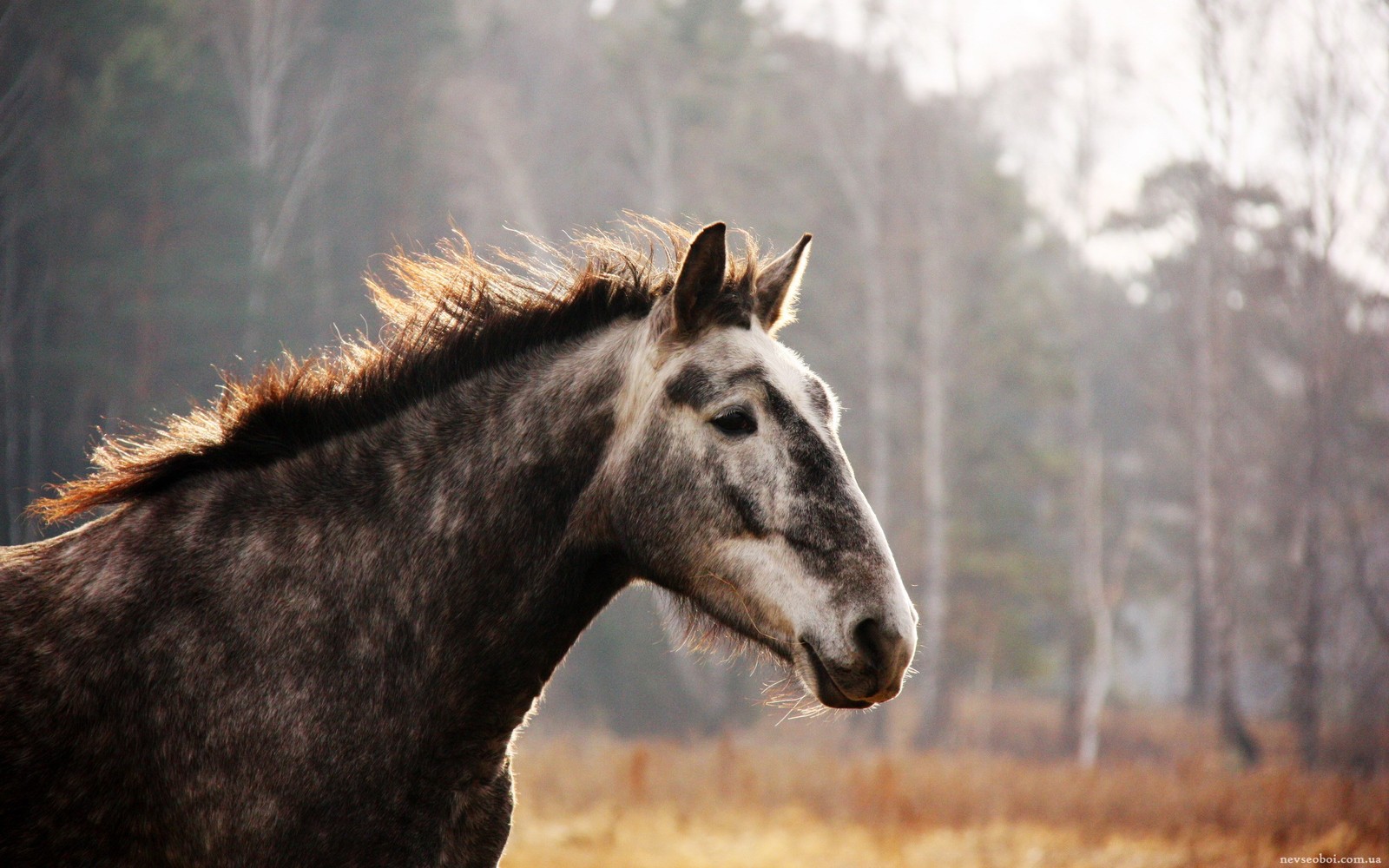 Hay un caballo que está de pie en la hierba (caballo salvaje, semental, caballo, melena, vida silvestre)