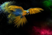 Colorful Macaw in Flight Against a Black Background