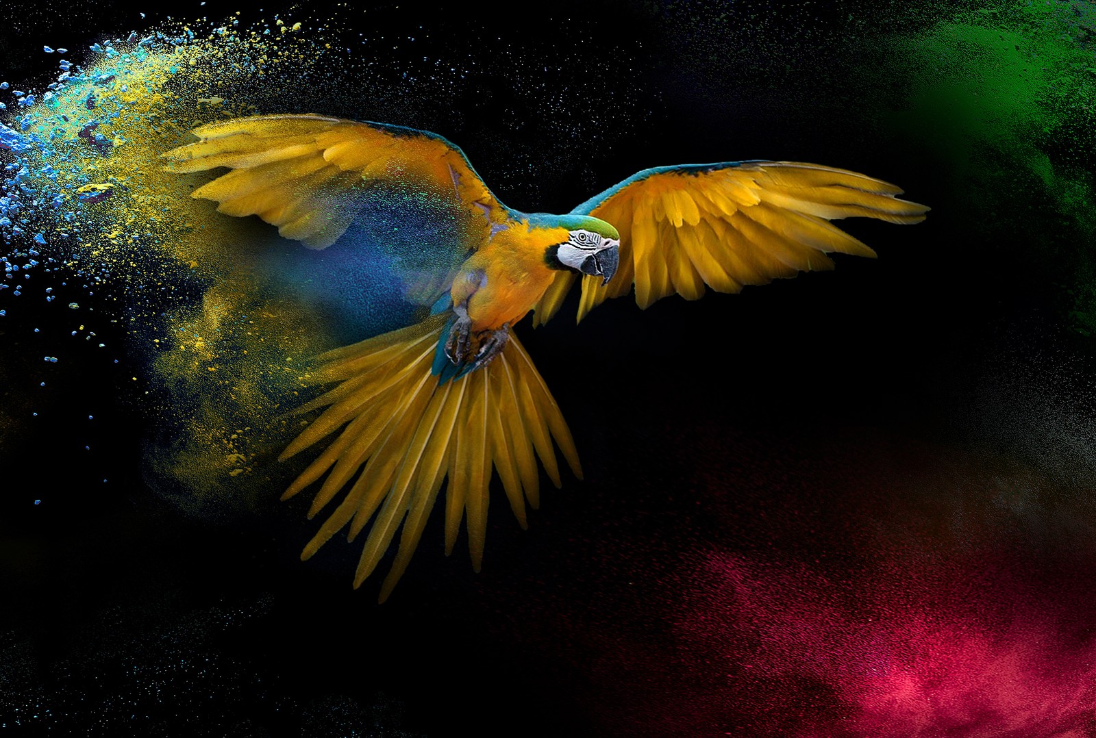 macaw, wings, feathers, colorful, splash wallpaper