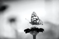 Monochrome Butterfly on Leafy Bloom