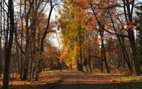 Caminho de outono através de uma floresta dourada