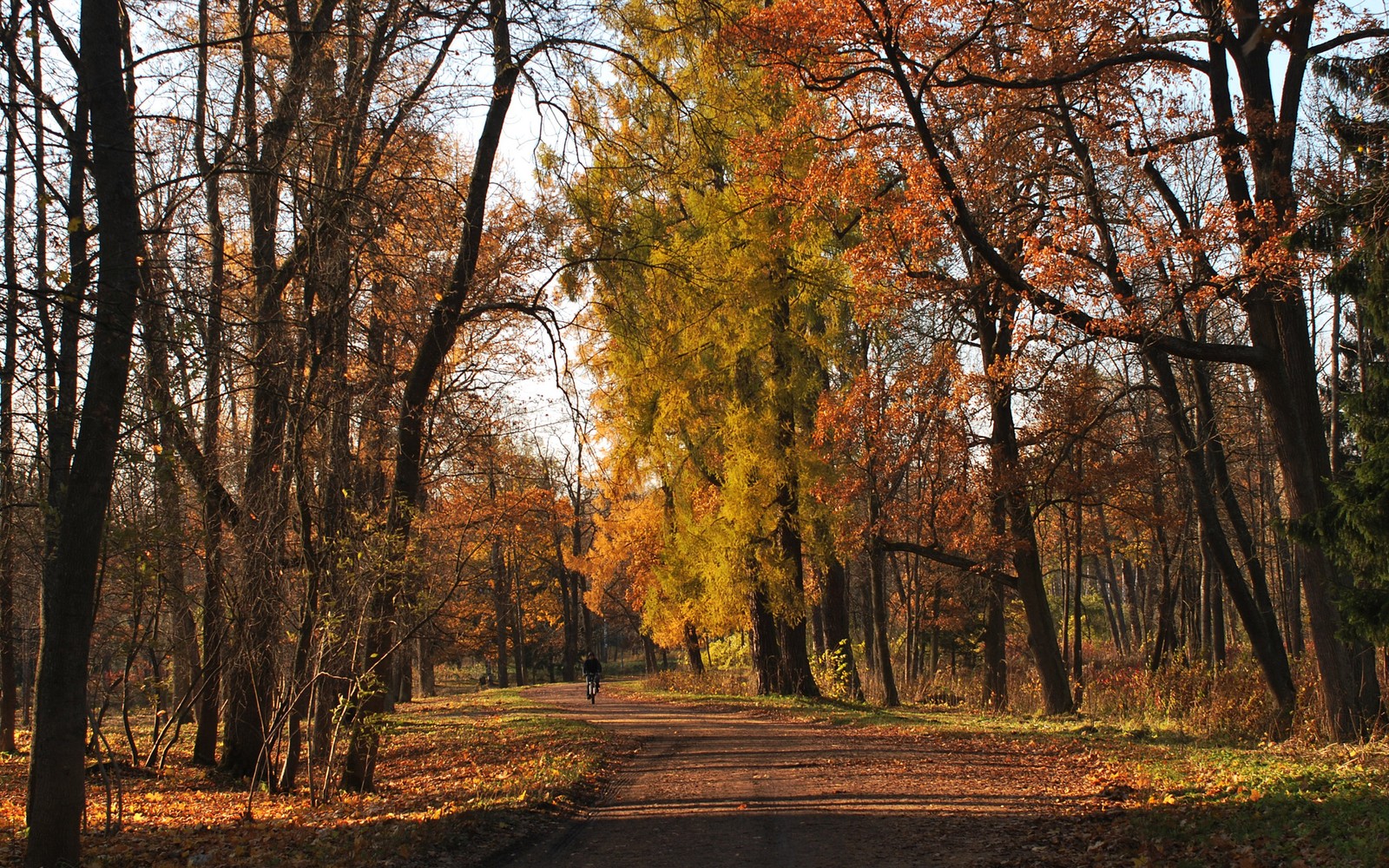 A view of a path through a forest with lots of trees (nature, forest, woody plant, tree, leaf)