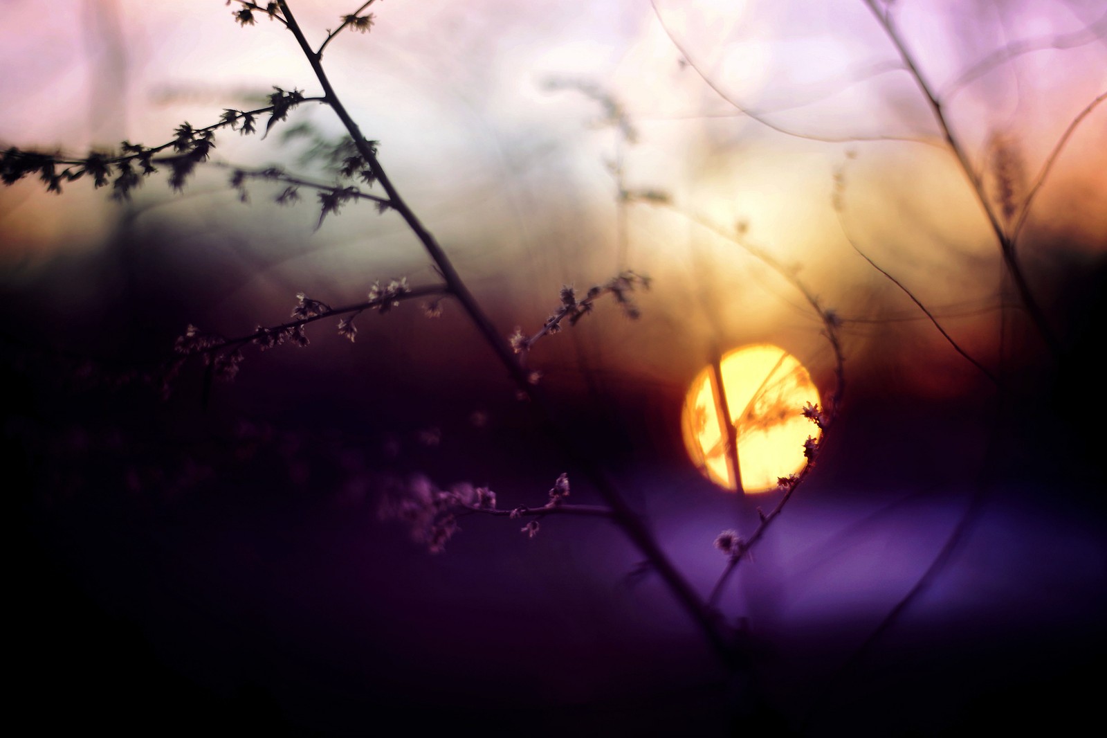 There is a blurry photo of a sunset through the branches (branch, atmosphere, morning, evening, sky)