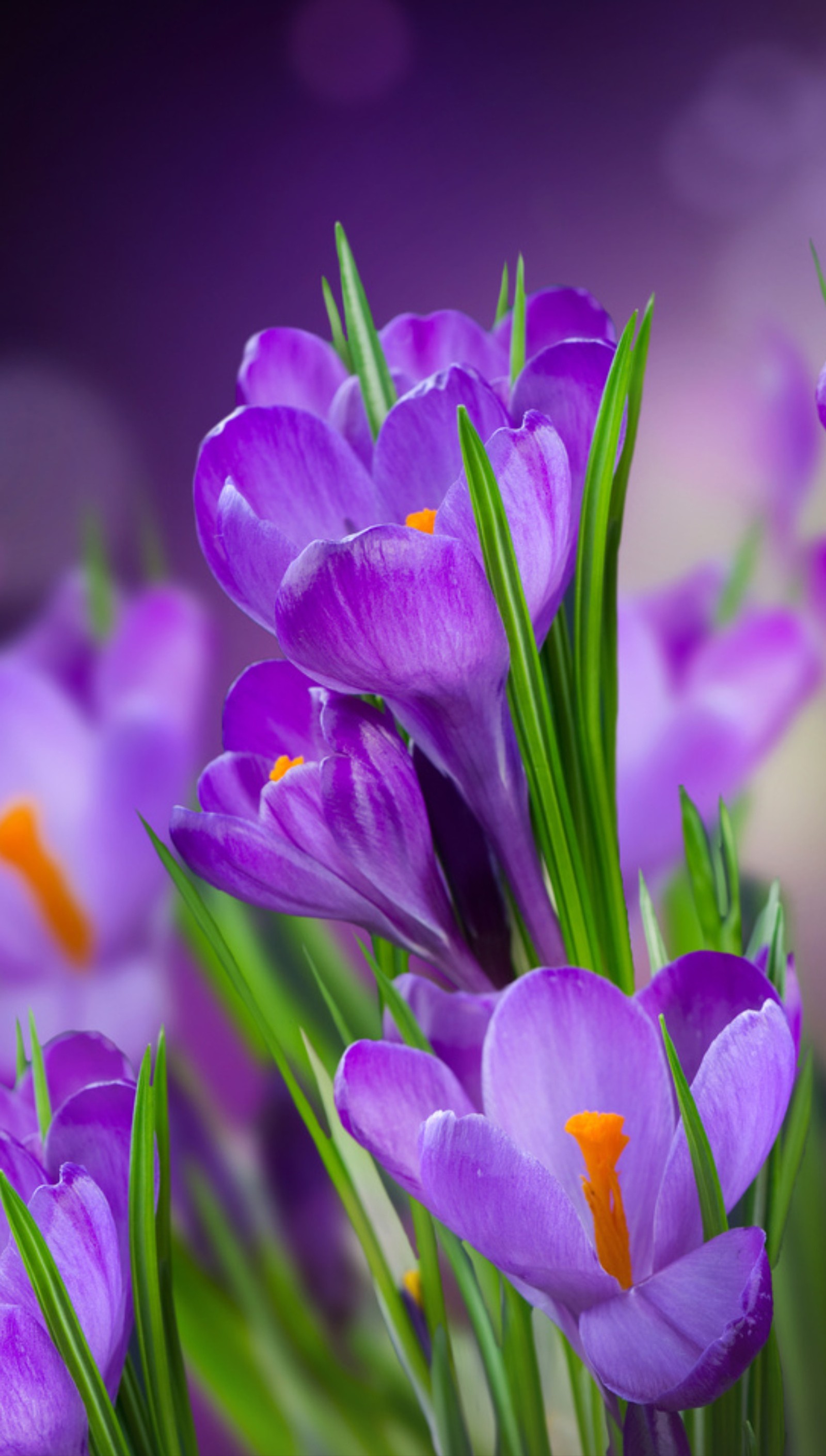 Fleurs violettes avec des centres jaunes dans un champ d'herbe verte (abstrait, fleur, fleurs)