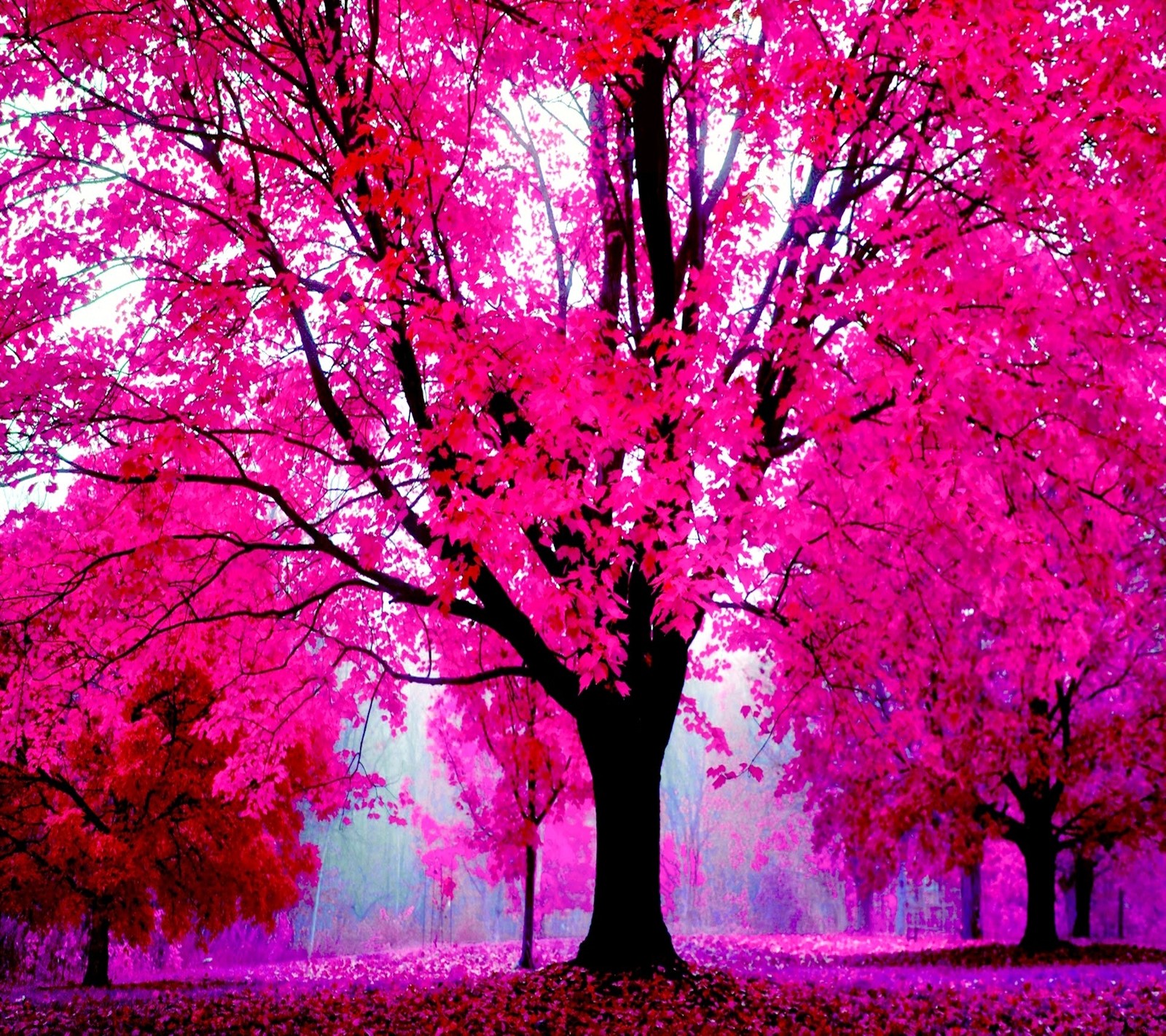 A close up of a tree with pink leaves on it (beauty, cute, forest, good, landscape)