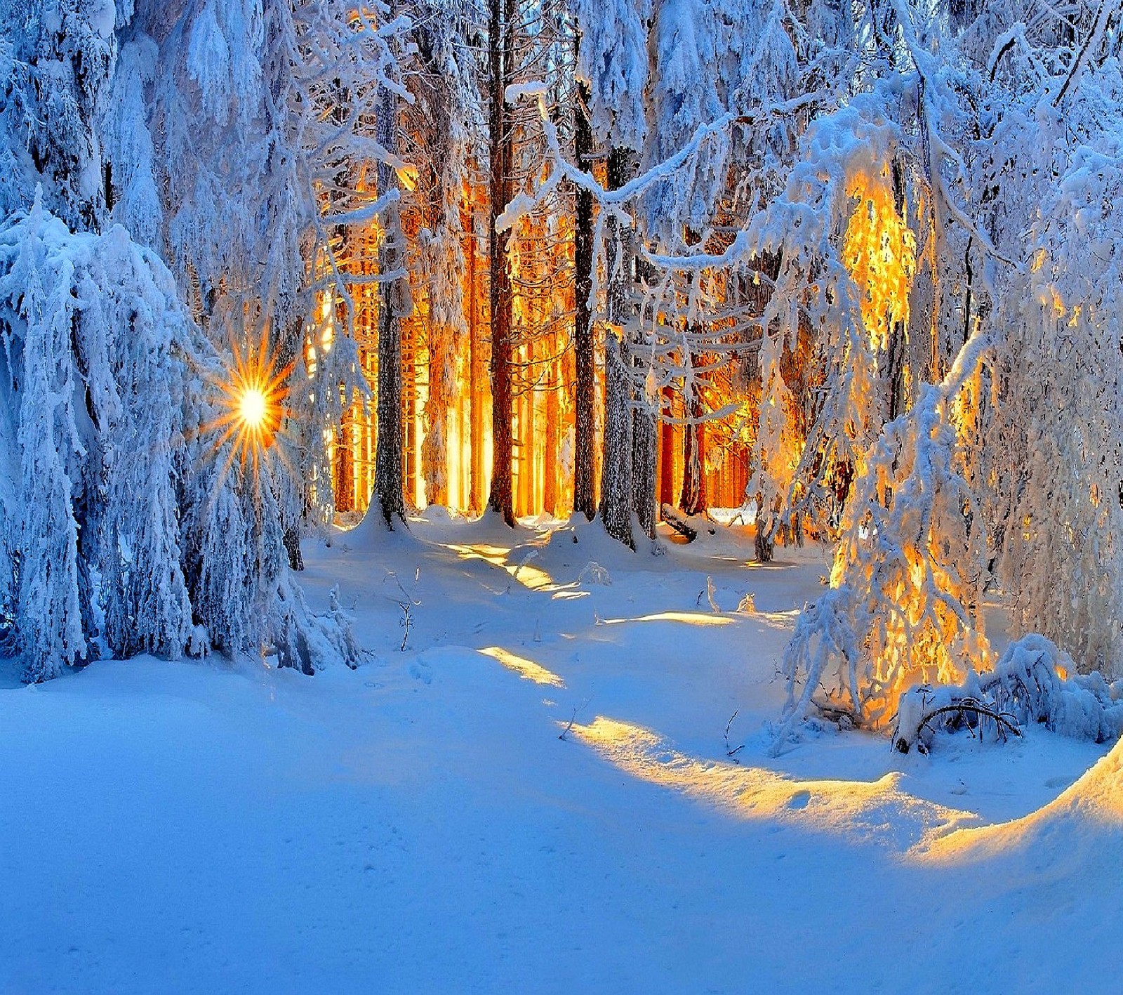 Un bosque nevado con el sol brillando a través de los árboles (naturaleza)