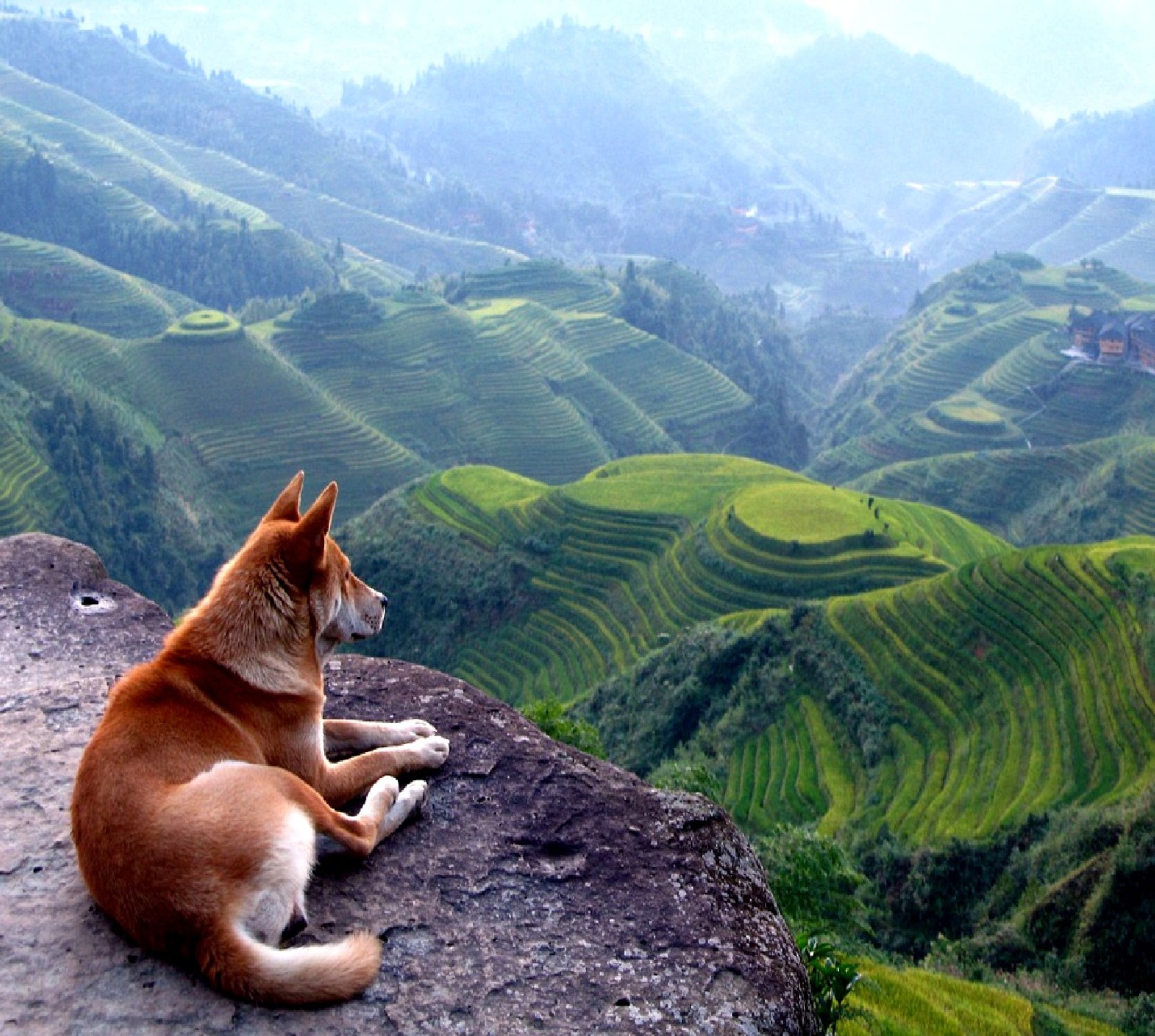 Ein giraffenhund, der auf einem felsen sitzt und ins tal schaut (hund)