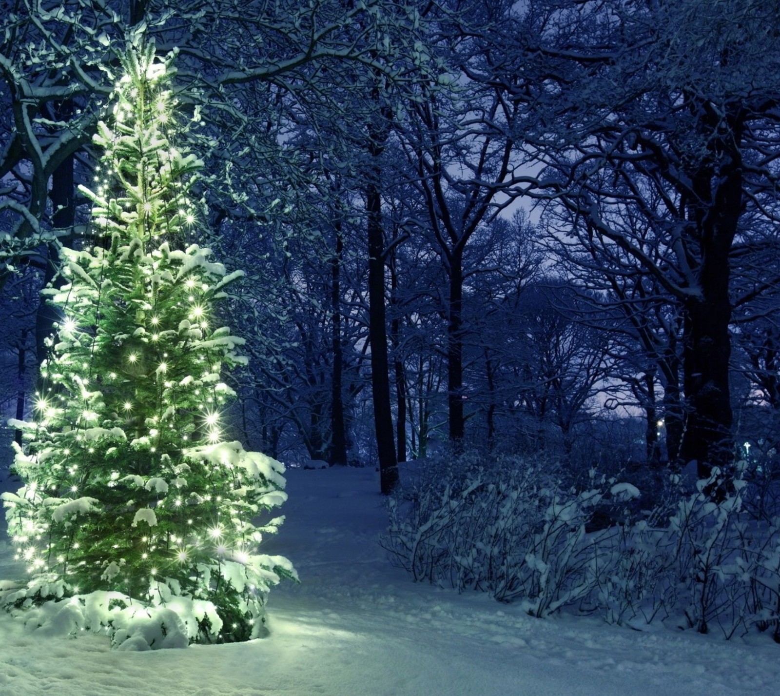 holiday, lights, tree, winter wallpaper