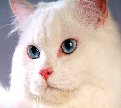 Superbe chat blanc avec des yeux bleus frappants