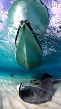 Underwater View of a Boat with Rays Swimming Below