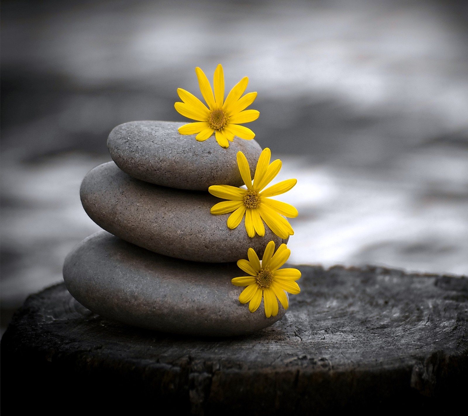 Flores amarelas estão colocadas em cima de uma pilha de pedras (flores, spa, pedras, zen)