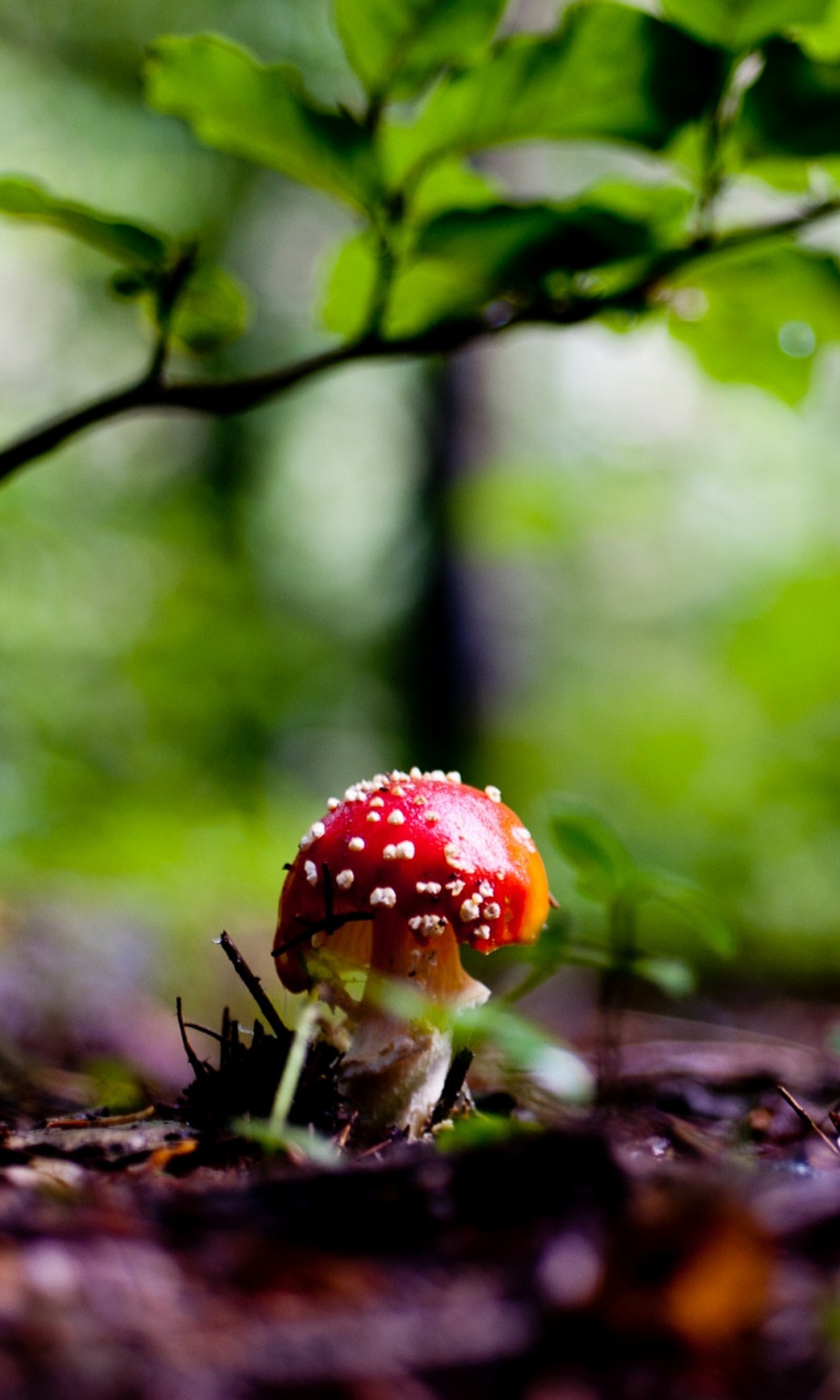 Il y a un champignon rouge qui est assis dans les bois (terre, forêt, nature, champignon, arbre)