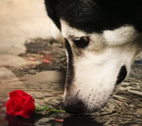 dog, flower wallpaper