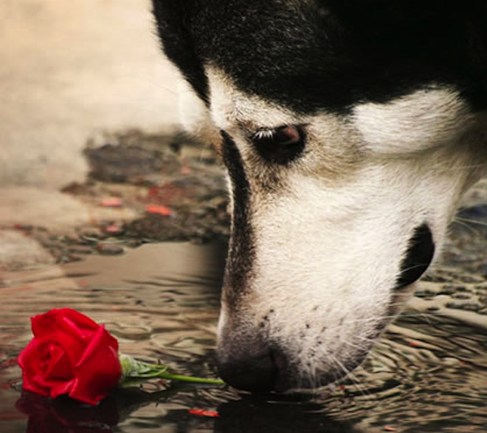 Cachorro arafado cheirando uma rosa em uma poça de água (cachorro, flor)