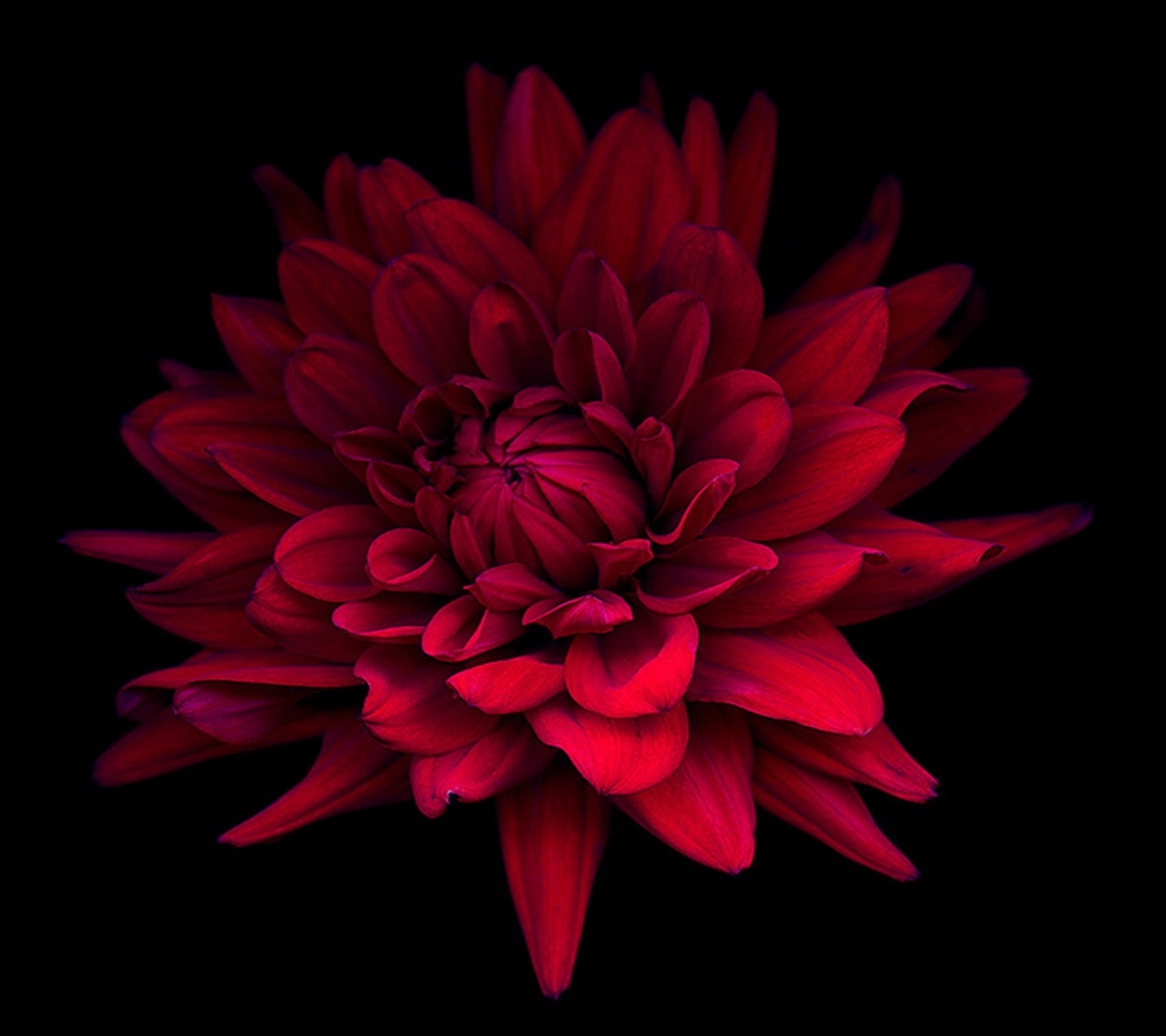 Arafed red flower on a black background with a black background (flower, red)