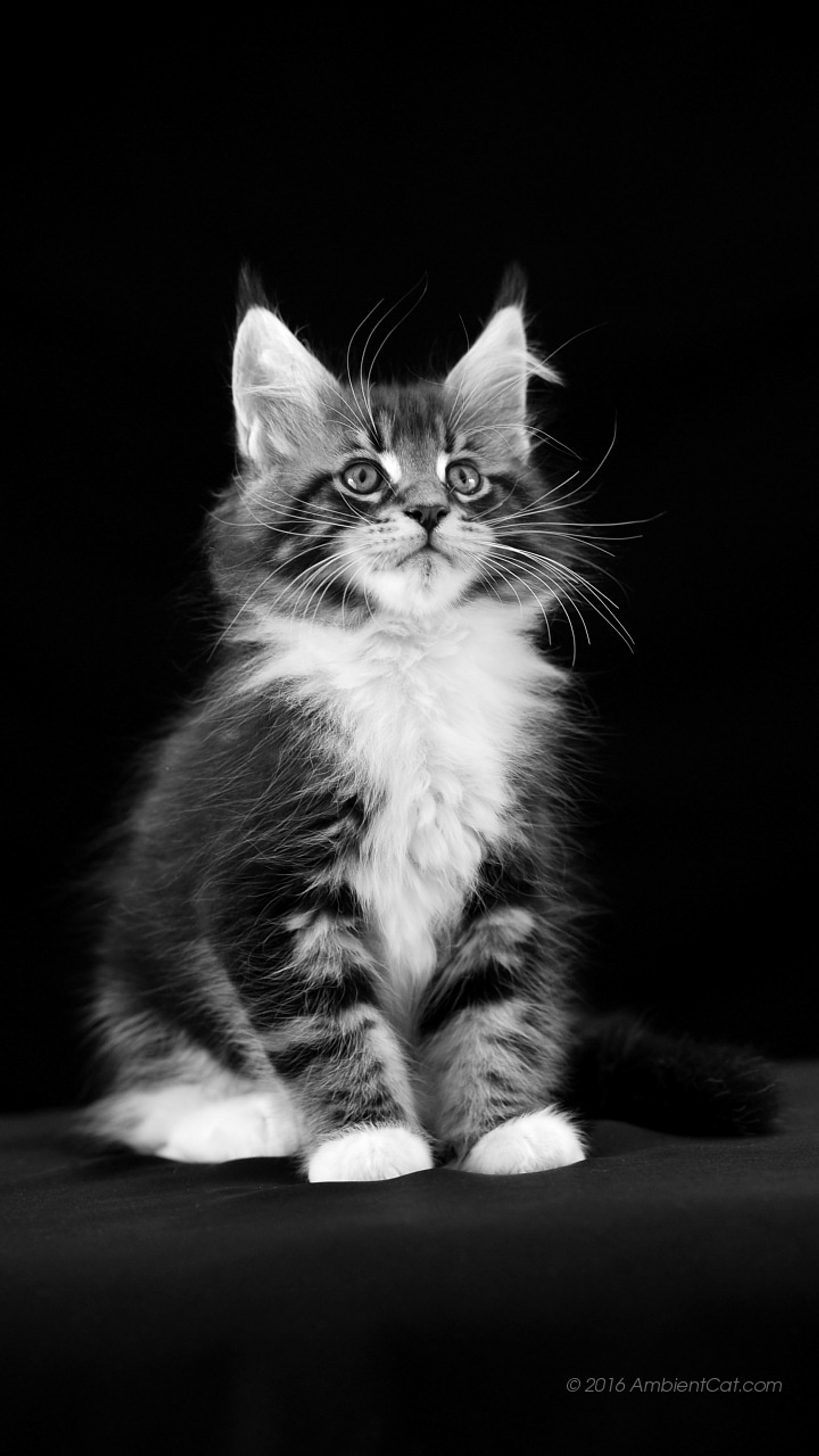 cat, cute, kitten, meow wallpaper