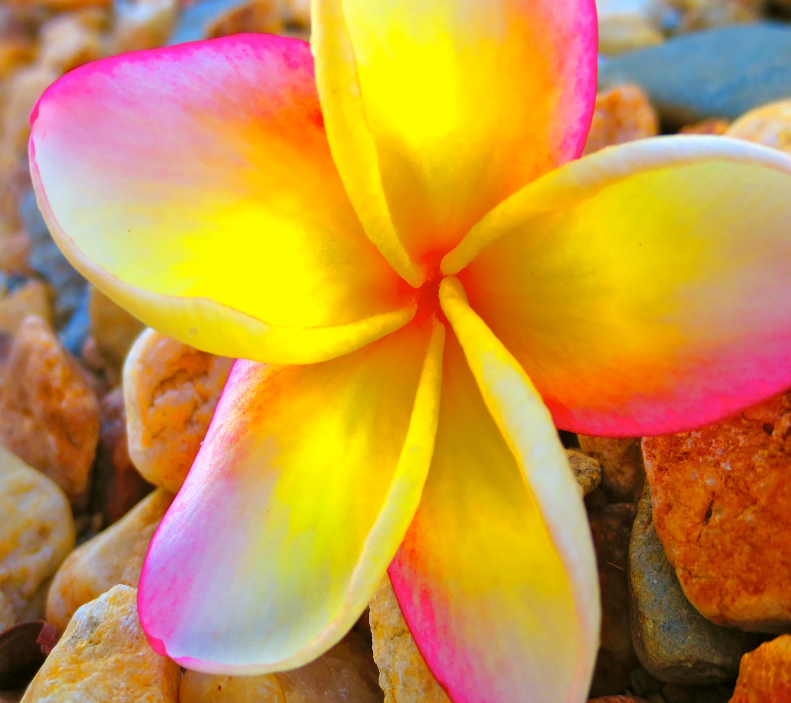 A close up of a flower on a pile of rocks (beautiful, flower)