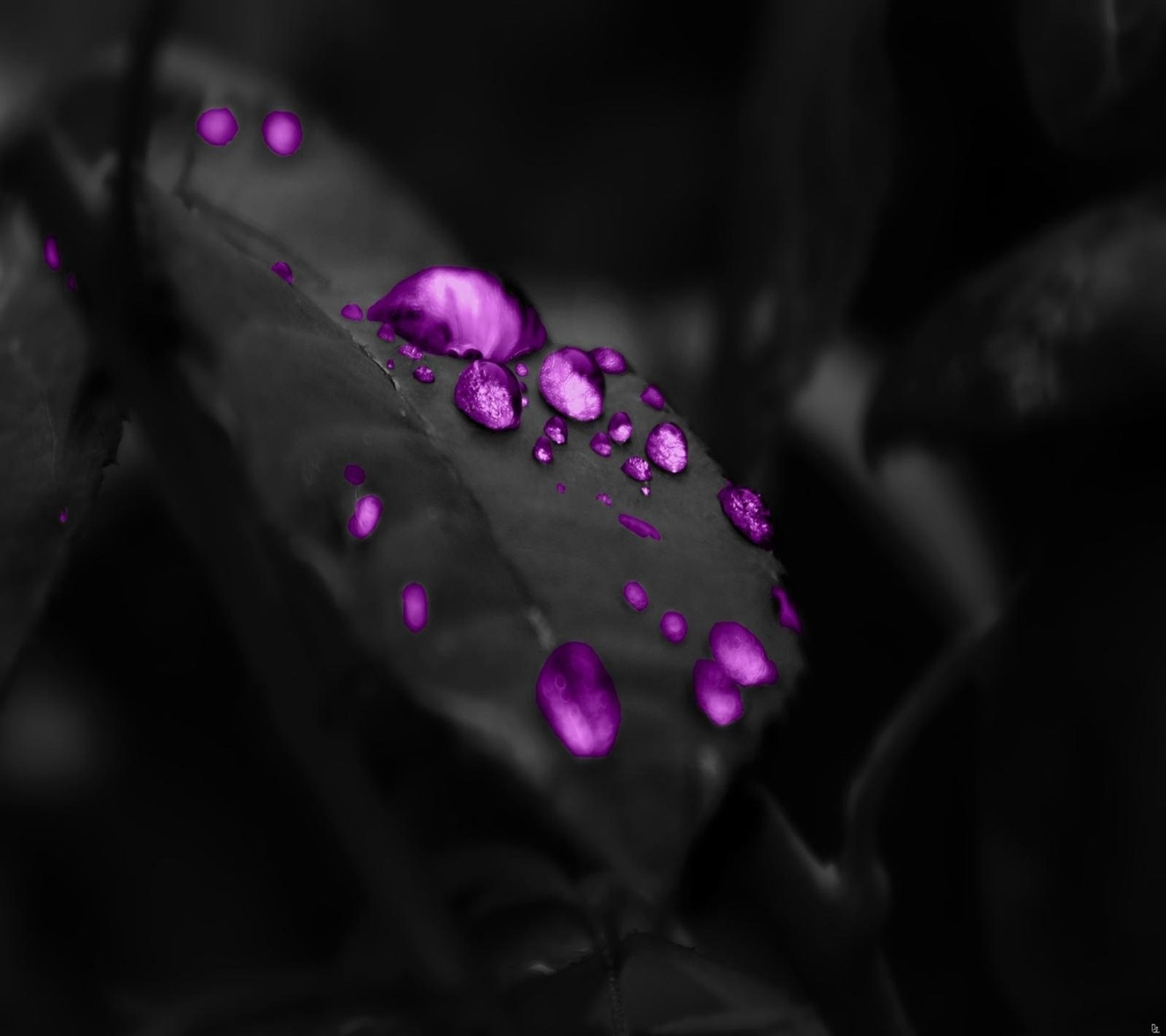 Purple rain drops on a leaf in the dark (abstract, art, design, drops, leaf)