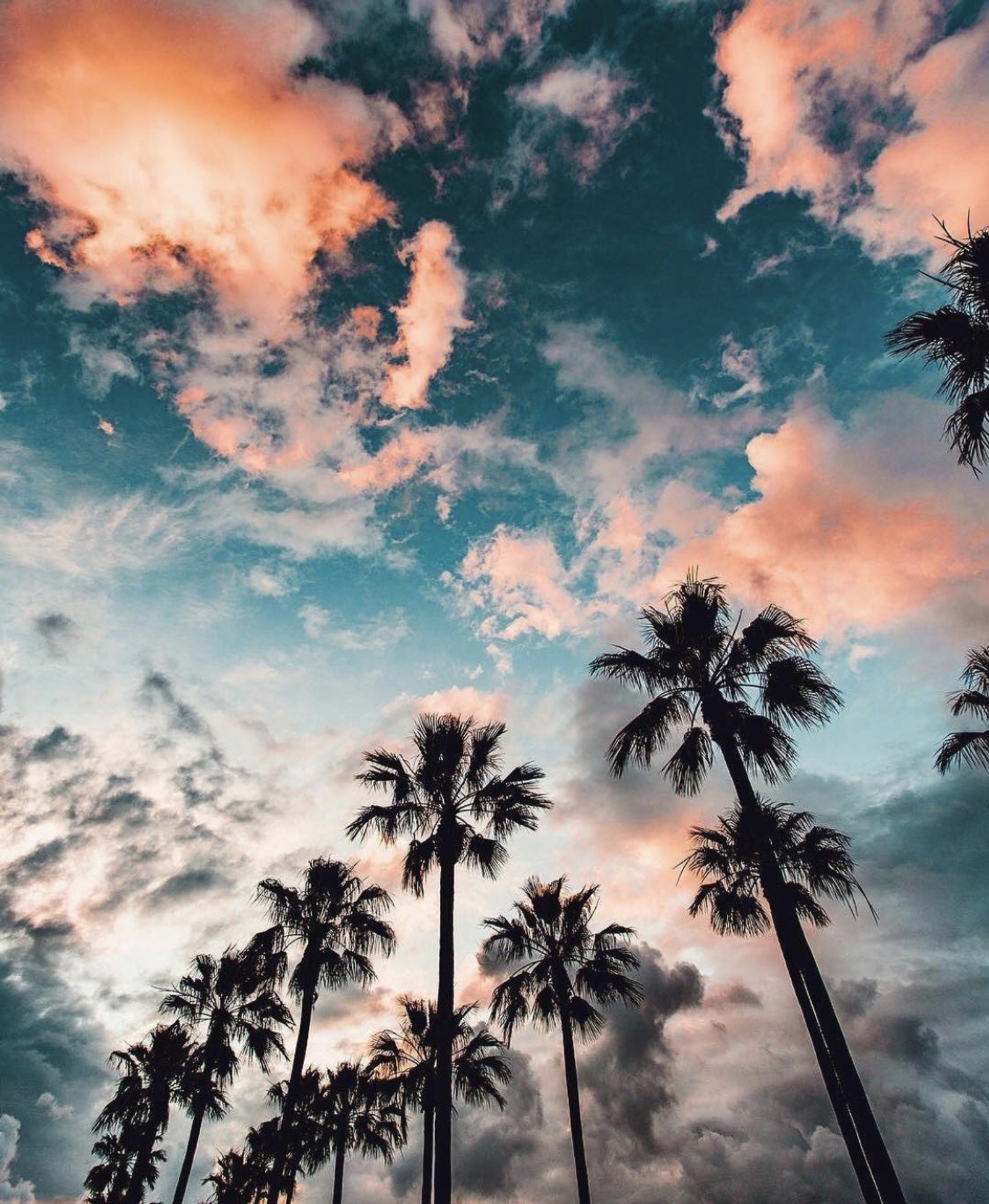 Un primer plano de un grupo de palmeras con un cielo nublado (árboles, colorido, playa, california, los ángeles)