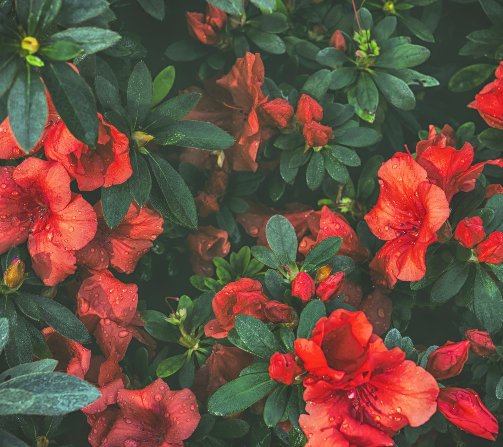 Eine nahaufnahme von einem strauß roter blumen mit grünen blättern (botanischer garten, blumen, natur)