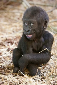 Adorable baby gorilla with a playful expression, sitting in straw.