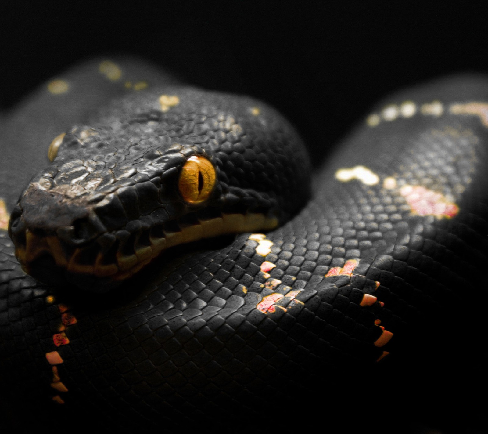 A close up of a snake with a black background (black, dark, ophidian, poison, reptile)