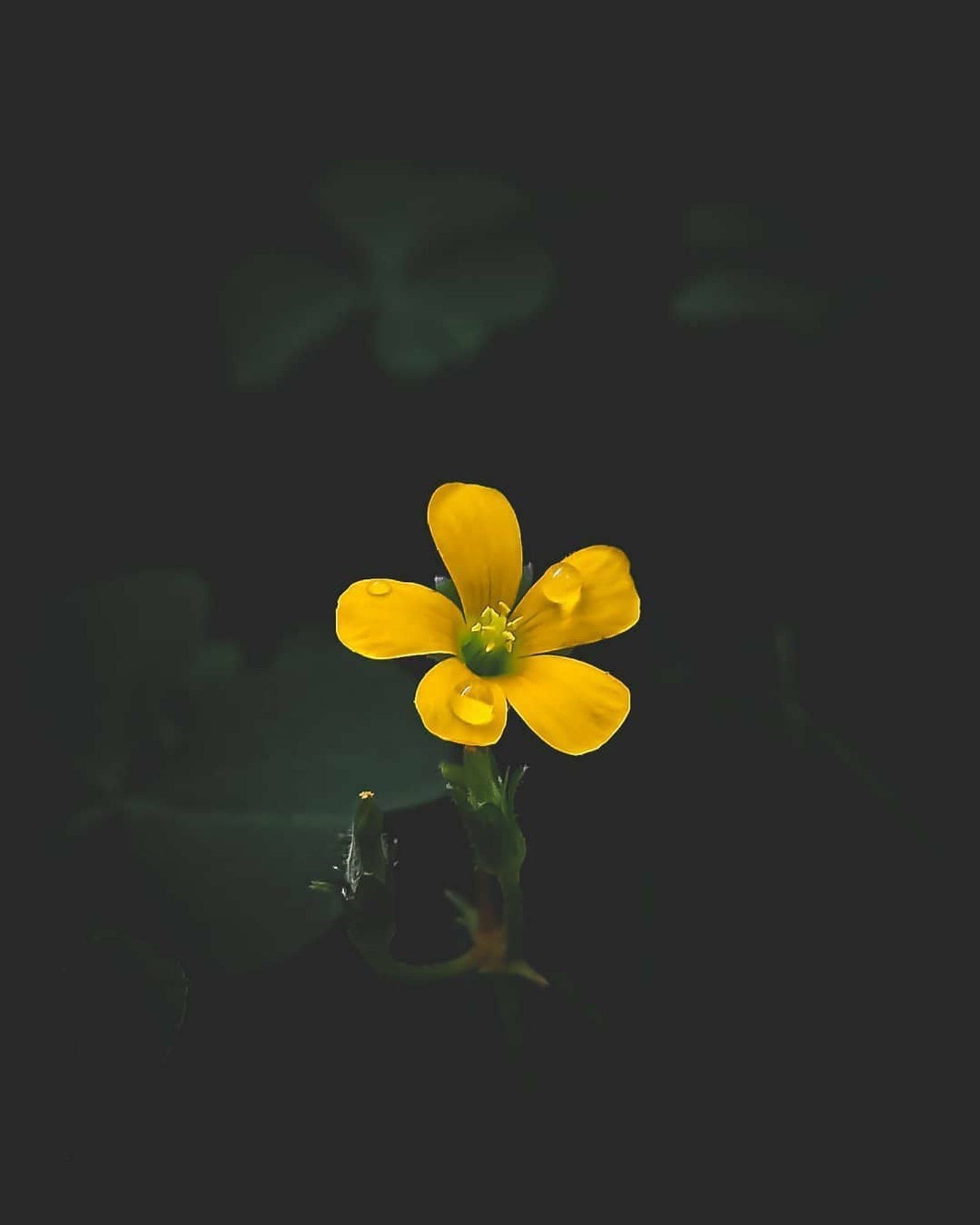 Una flor amarilla con hojas verdes en la oscuridad (flor, hd, parvez, primavera)