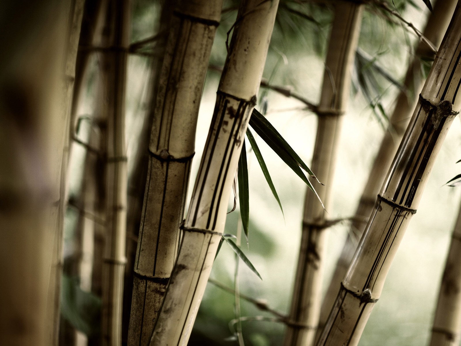 There are many bamboo stalks that are growing in the forest (bamboo, brown, green, nature)