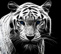 noir et blanc, tigre