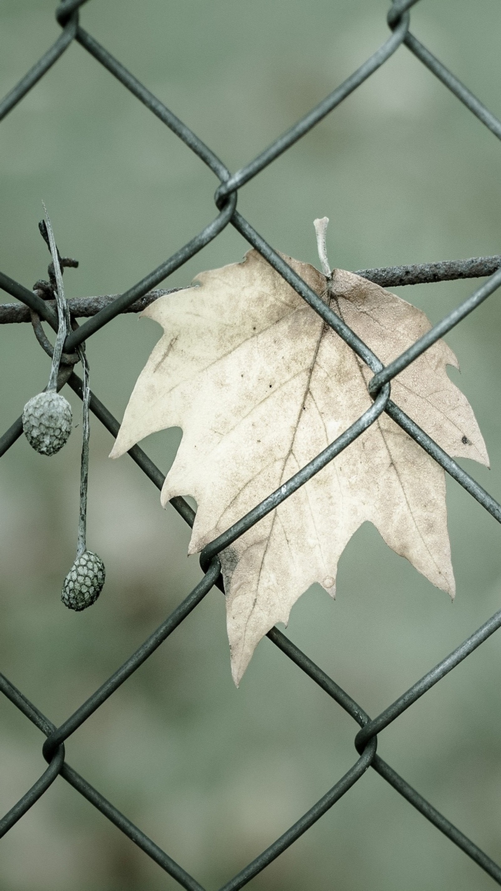 Ein blatt, das an einem zaun hängt (blatt, natur)