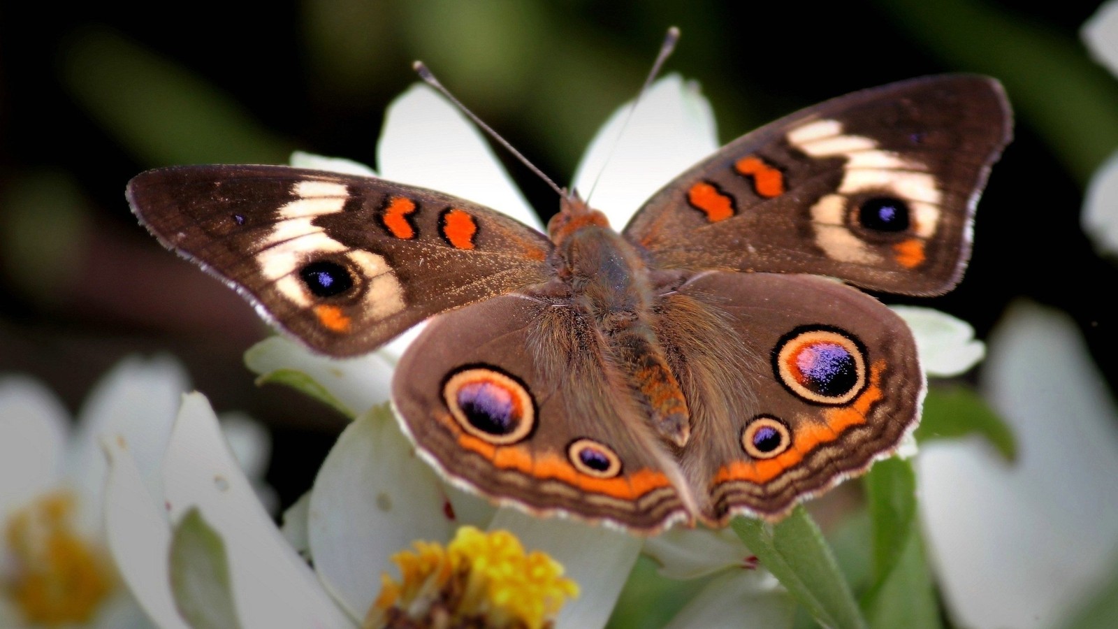 Il y a un papillon qui est assis sur une fleur (insecte, papillons de nuit et papillons, papillon, invertébré, pollinisateur)