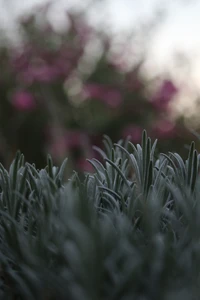 Frost-kissed green plant stems in the foreground with soft purple flowers blurred in the background.