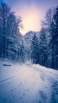 Paysage d'hiver serein avec des arbres couverts de neige et un chemin