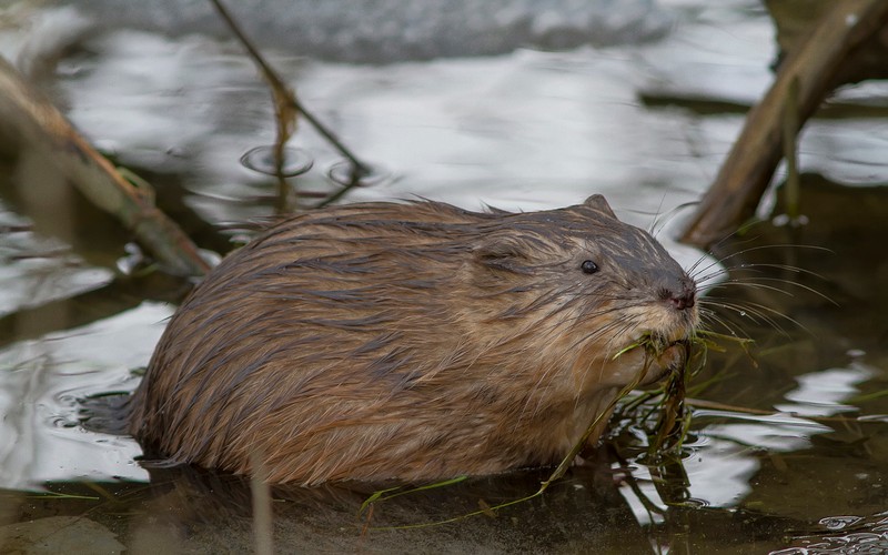 Бобер ест траву в воде (бобер, грызун, гербил, gerbil, мышь)