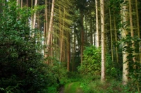 bosque, árbol, naturaleza, vegetación, reserva natural