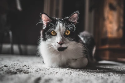 Un llamativo gato negro y blanco con brillantes ojos amarillos yace sobre una superficie suave, exudando un aura de curiosidad y gracia.