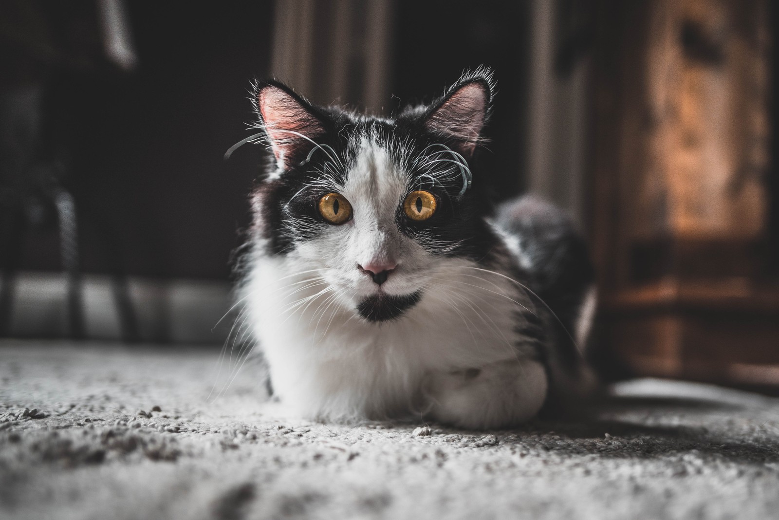 There is a black and white cat laying on the floor (black and white, apex predator, snout, norwegian forest cat, manx cat)