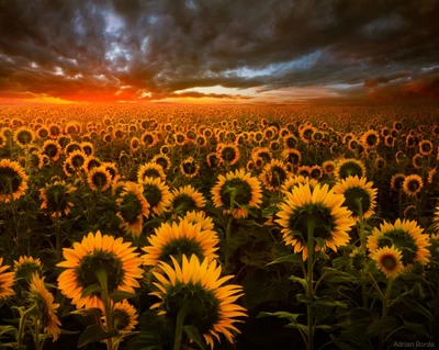 Goldene Sonnenblumen unter einem dramatischen Sonnenuntergangshimmel