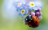 insect, blue, macro photography, invertebrates