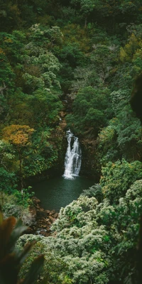 floresta tropical, selva, natureza, água, recursos hídricos