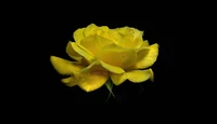 rose jaune, fleur jaune, fleur de rose, gouttes de rosée, gouttes