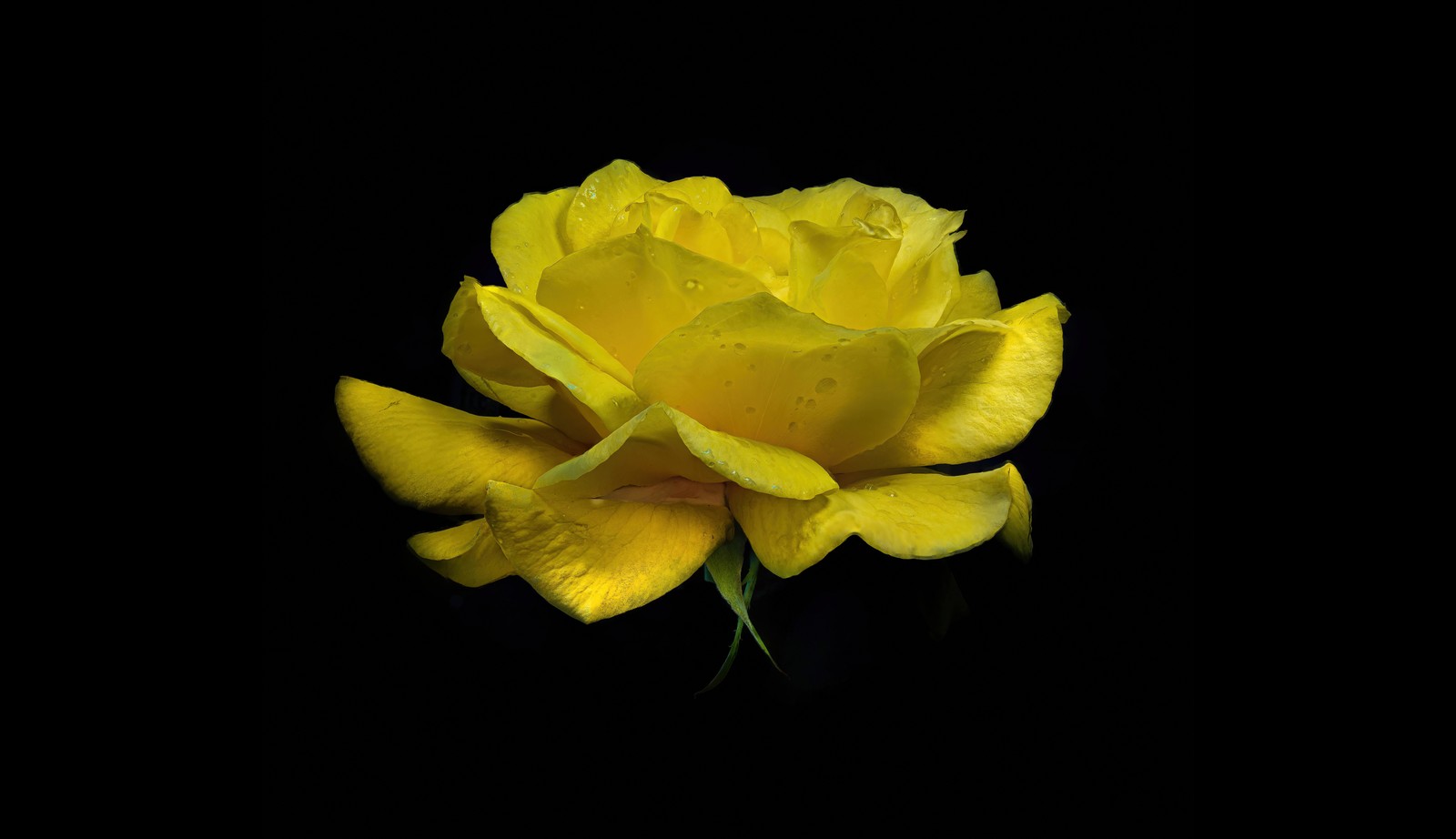 Téléchargez le fond d'écran rose jaune, fleur jaune, fleur de rose, gouttes de rosée, gouttes