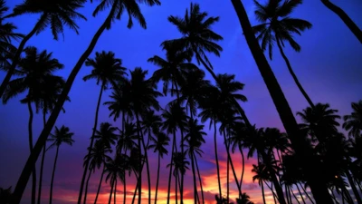 Siluetas de palmeras contra un vibrante cielo crepuscular al atardecer.