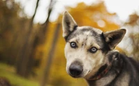 A close-up portrait of a playful puppy with striking blue eyes and a wolf-like appearance, set against an autumn backdrop.