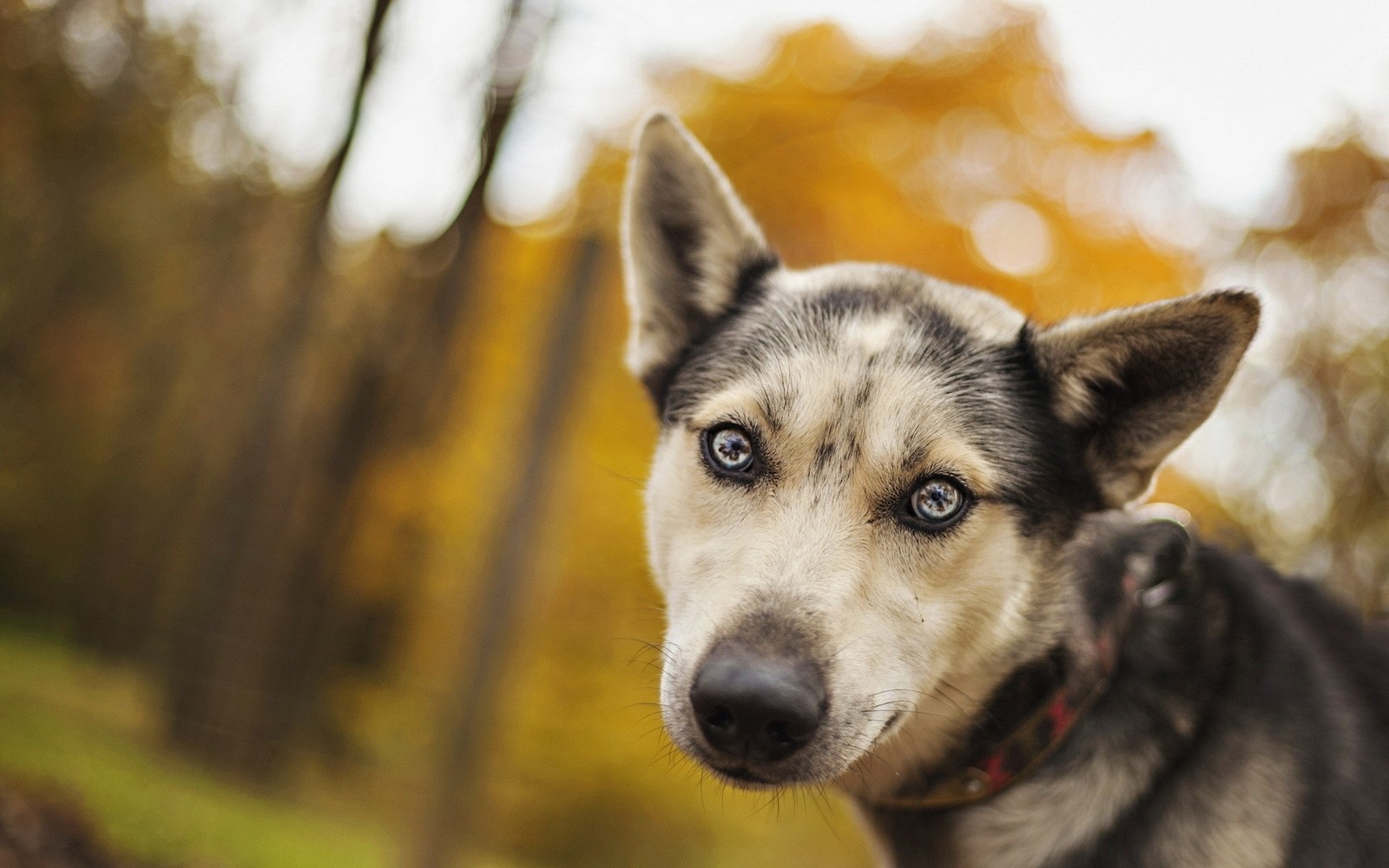 Há um cachorro que está olhando para a câmera (filhote, cão lobo de saarloos, raça de cachorro, cão tamaskan, cães de raça)