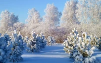 Snow-covered landscape with frosted trees under a clear blue sky.