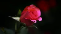 Vibrant Pink Floribunda Rose in Bloom