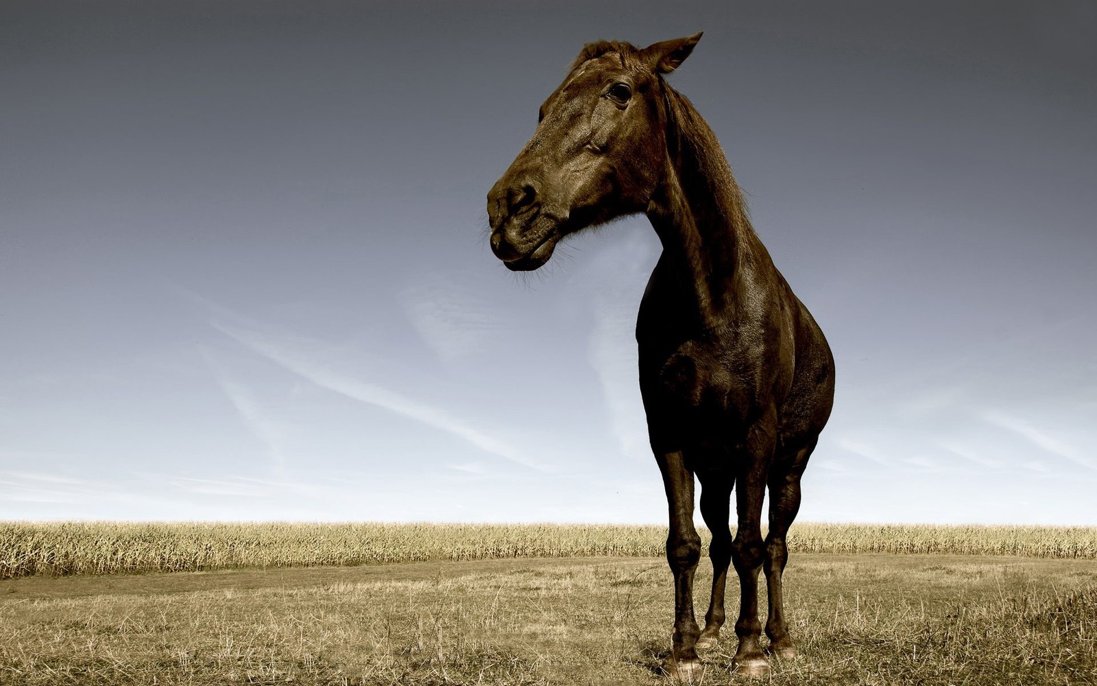 Hay un caballo de pie en un campo con un cielo de fondo. (caballo mustang, vida silvestre, melena, semental, yegua)